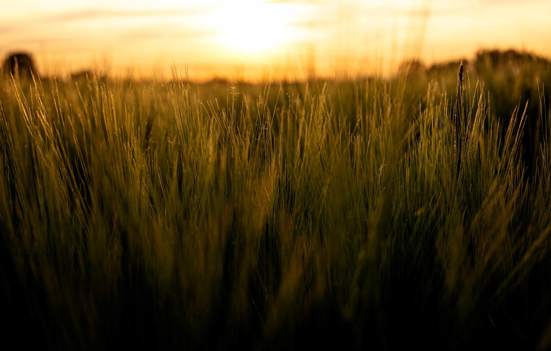 This Land is Your Land